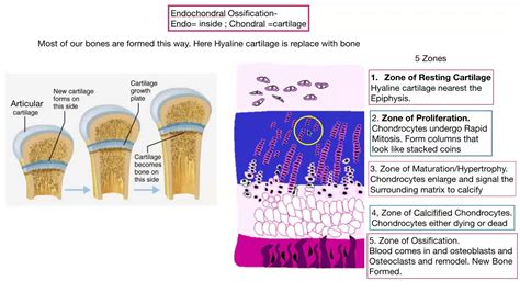 Endochondral Bone Formation Histology