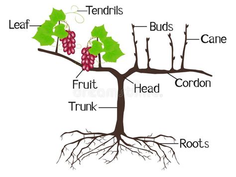 Partes De Plantas Morfologia Da Videira De Uva Sistema Raiz