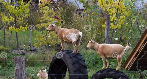 Goats On Tires Stock Image Image Of Capra Color Animals 101518765