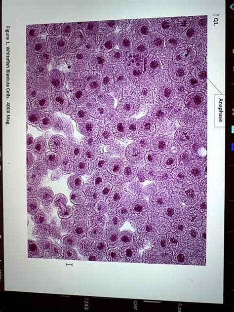 Solved Figure Whitefish Blastula Cells 1 Anaphase