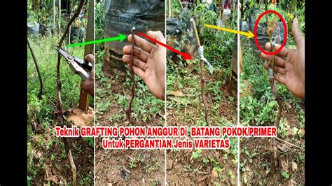 Teknik GRAFTING POHON ANGGUR Pada BATANG PRIMERnya Untuk Mengganti