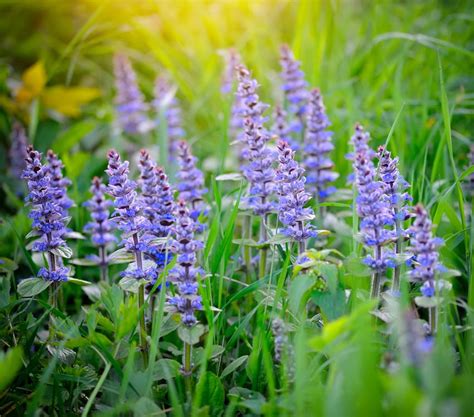 Bugle Rampante Plantation Entretien Floraison Et Multiplication