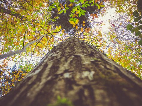 Images Gratuites arbre la nature forêt branche plante lumière du