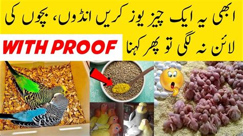 Birds Best Natural Breeding Formula Best Breeding Formula For Budgies