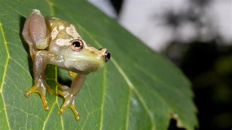 Descubierta Una Especie De Rana Silenciosa Con Una Curiosa Habilidad