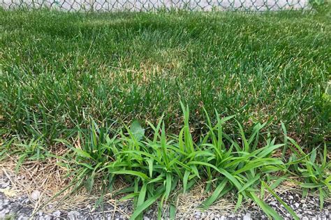 How Different Grass Types Determine How to Care for Your Lawn - Lawn Mart