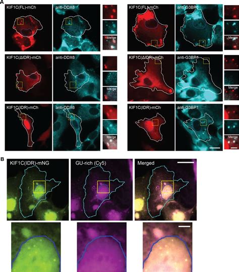 Rna Oligonucleotides Millipore Bioz