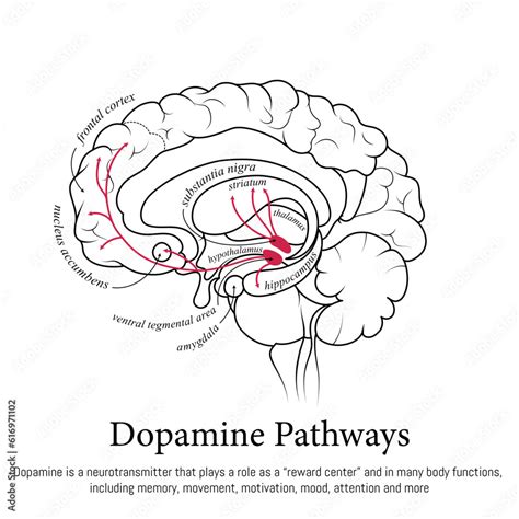 Dopamine Pathways In The Brain Neuroscience Medical Infographic