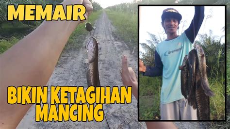 Mancing Gabus Pakai Kodok Asli Emang Gak Bisa Di Lawan Youtube