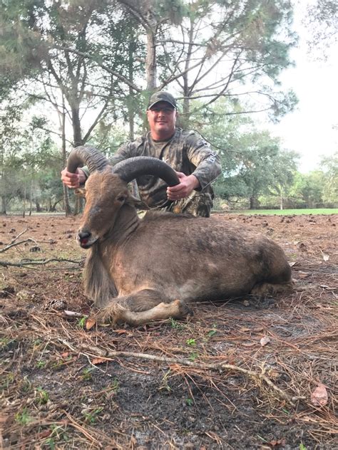 Page Cypress Ridge Hunting Preserve Exotics Hunts Photo Gallery