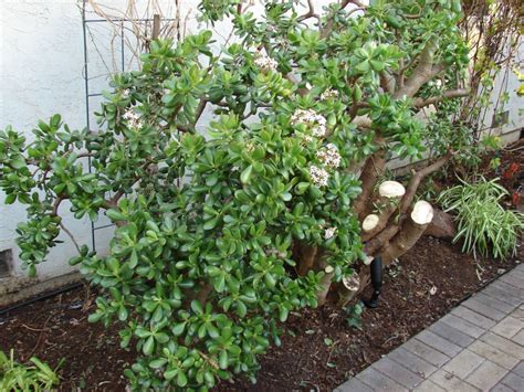 Outdoor Jade Plant Care