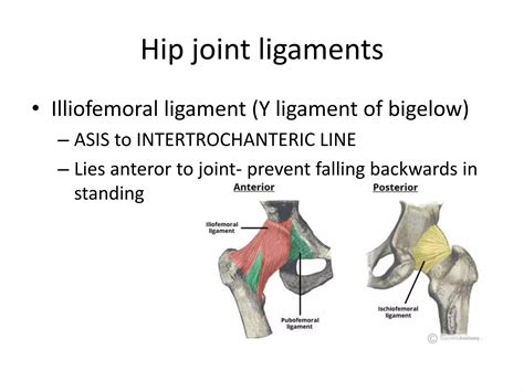 Anatomy And Biomechanics Of Hip Joint Ppt