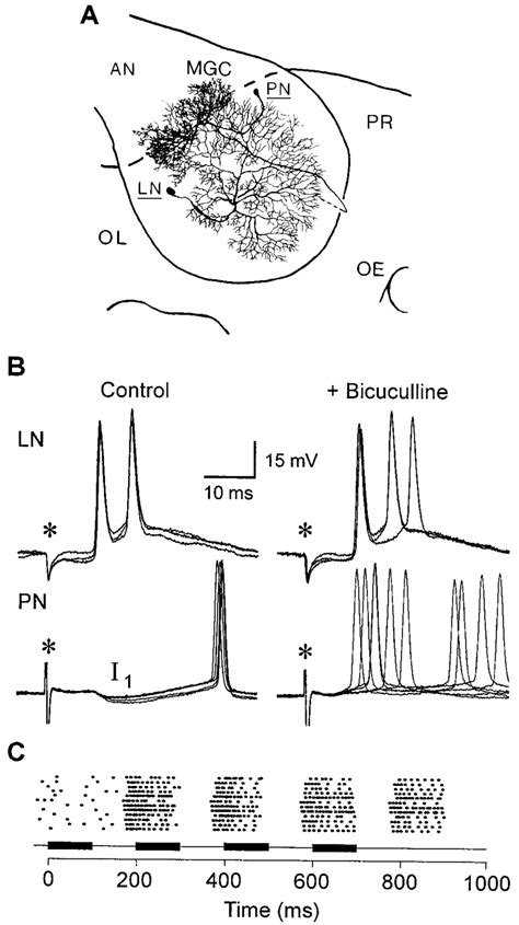 Local Interneurons And Projection Neurons Are The Two Main Types Of