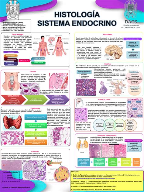 Histologia Del Sistema Endocrino Esquemas Y Mapas Conceptuales De