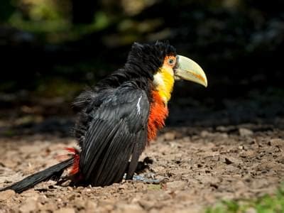 Baby Toucans: All You Need to Know (with Pictures) | Birdfact