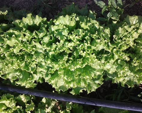 Green Leaf Lettuce - Green Heron Farm