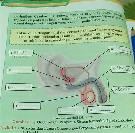 Melengkapi Gambar Organ Organ Penyusun Sistem Reproduksi Perempuan Denah