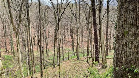 Hiking The Soapstone Trail In Patapsco Bally State Park In The RAIN And