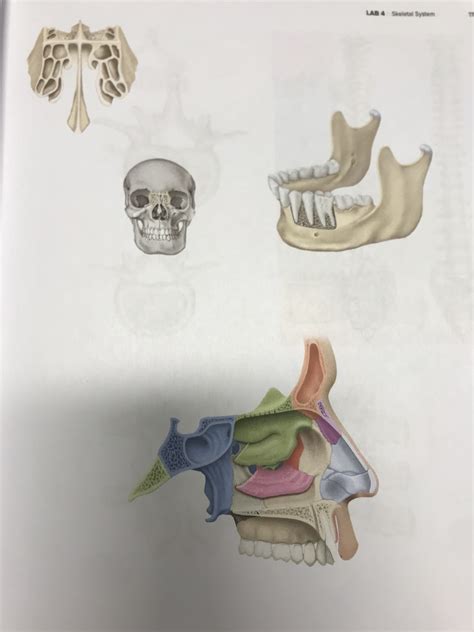 Ethmoid Bone Left Nasal Cavity And Mandible Diagram Quizlet