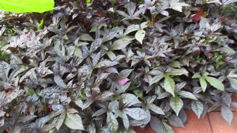 Purple Potato vine | Potato vines, Purple potatoes, Garden