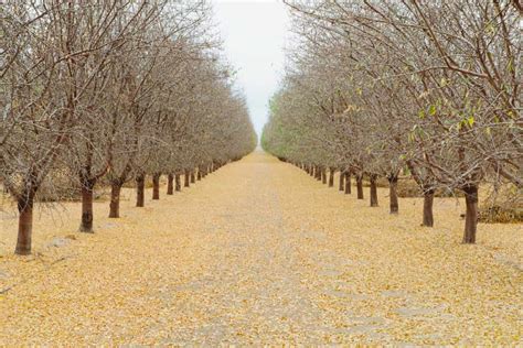 High Density Pistachio Plantation Spacing Plants Per Acre Techniques Cost And Yield