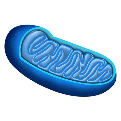 Anatomy Of Mitochondria Cross Section Illustration By Hand Drawn