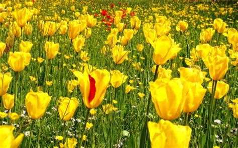 Fondos de pantalla paisaje Flores naturaleza césped Tulipanes