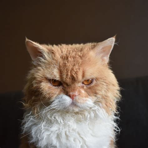 New grooming suites will soon open at d is for doggy 5