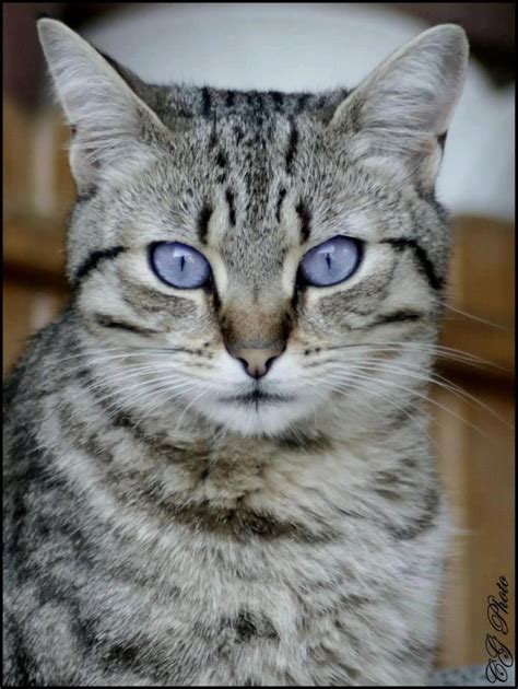 Kitty With Purple Eyes Cute Cats Beautiful Cats Domestic Cat