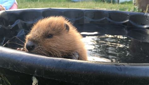 Rescued Baby Beaver Takes A Little Bath — And Wins The Internet - The Dodo