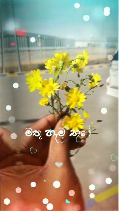 කටුමතින් යන ජීවිතේ මල් වලින් අපි සරසමූ 🌼🥰 Iuniverse Zl2ky Viral