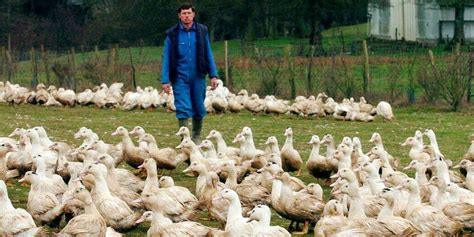 Grippe Aviaire Le Foie Gras Menac Dextinction Le Point