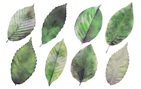 Ensemble D éléments Isolés Feuille Réaliste Aquarelle Vecteur Gratuite