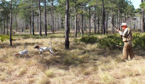 Review: Southern Woods Plantation Quail Hunting Preserve - OutdoorHub