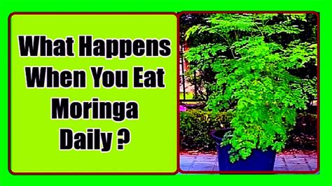 Benefits Of Moringa For Men And Women What Happens When You Eat