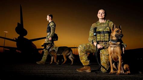 War Dogs Serve Range Of Roles For Australian Defence Forces Adf