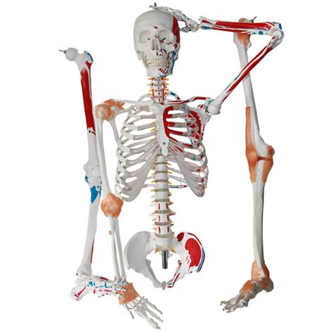 Buy Human Skeleton Model For Anatomy In Life Size Medical Human