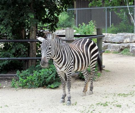 Assiniboine Park Zoo - july 2013 - ZooChat