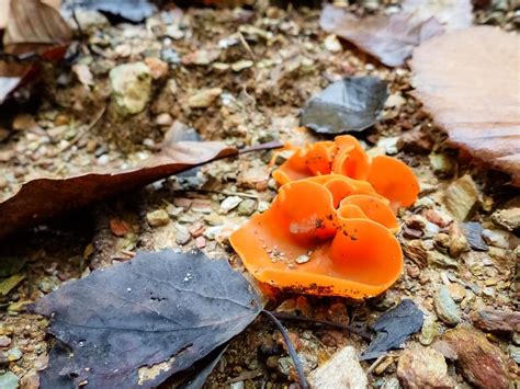 Fungo Da Determinare Natura Mediterraneo Forum Naturalistico