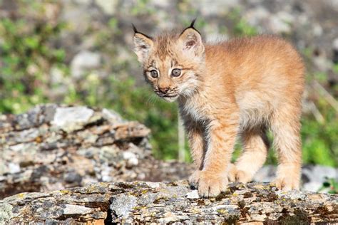 Baby Canadian Lynx