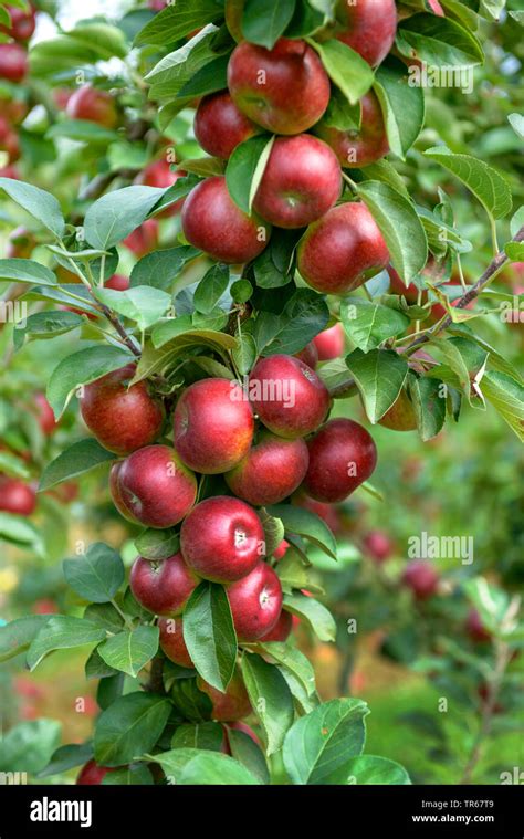 Malus Domestica Flamenco Banque De Photographies Et Dimages Haute