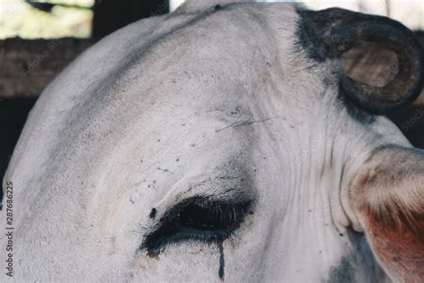 Ongole Crossbred cattle or Javanese Cow or White Caow or sapi peranakan ...