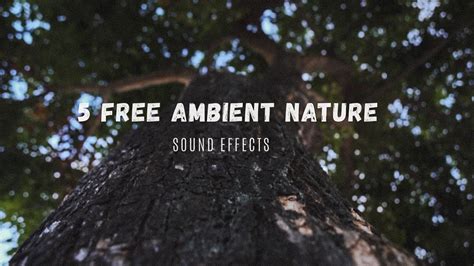 5 Free Ambient Nature Sound Effects Pack No Copyright Free To