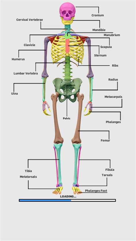 App Shopper: Skeletal Anatomy Game (Games)