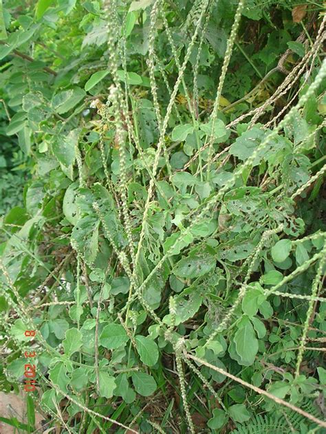 Achyranthes Aspera ដើមអណ្តាតគោ A Photo On Flickriver