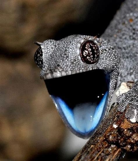 Маленькие драконы нашей планеты | Экзотический питомец, Рептилии, Ящерицы