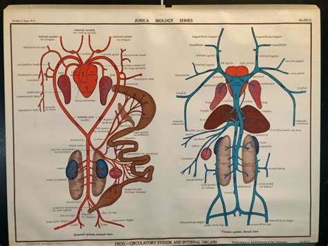 Frog Circulatory System Labeled