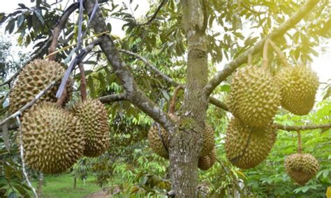 Cara Menanam Durian Agar Cepat Berbuah Kampustani