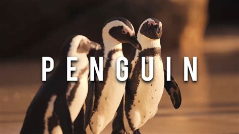 Penguin And Penguin Sounds And What Sounds Does A Penguin Make Youtube