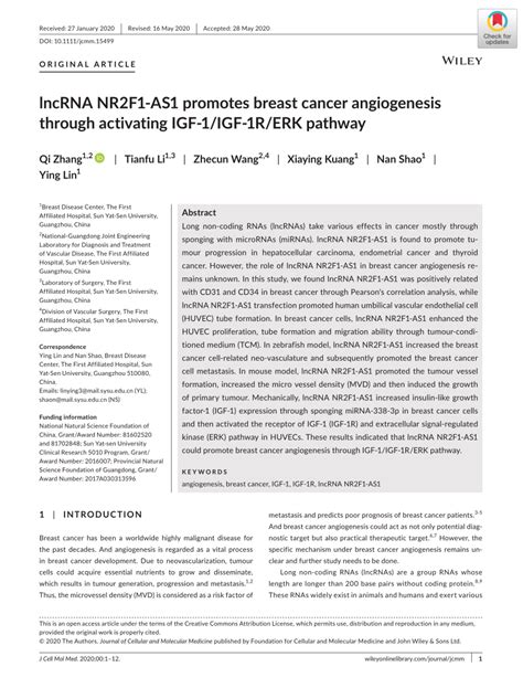 Pdf Lncrna Nr2f1‐as1 Promotes Breast Cancer Angiogenesis Through